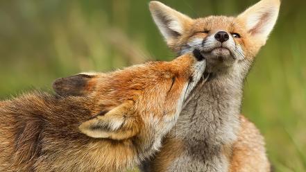 Animals baby canine foxes mother wallpaper