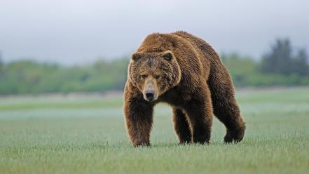 Animals bears wildlife wallpaper