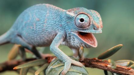 Animals blue chameleons funny lizards wallpaper