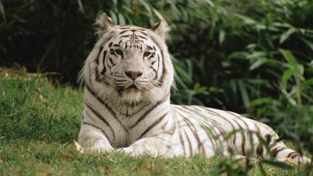 Bengal tigers animals white wallpaper