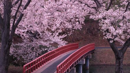 Bridges cherry blossoms wallpaper
