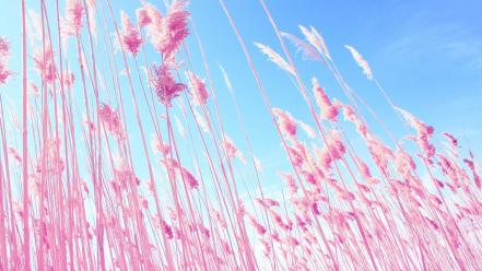 Dreamy grass macro nature pink wallpaper