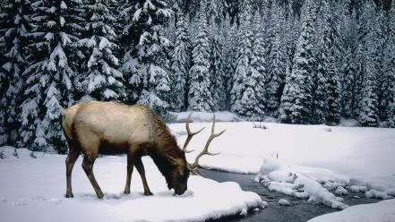 Elk snow winter wallpaper
