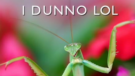 Funny mantis meme text wallpaper