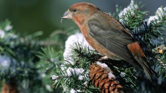 Bird In Pine Tree wallpaper