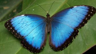 Blue Butterfly wallpaper