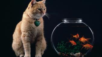 Cat And Fish Bowl wallpaper