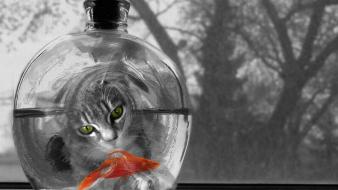 Cat Watching Fish wallpaper