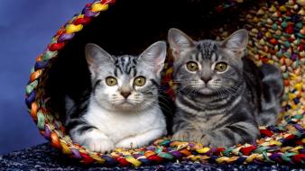Cats In Basket wallpaper