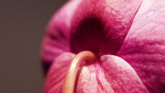 Christines Orchid wallpaper