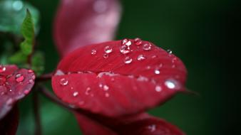 Close-up nature flowers leaves plants water drops macro