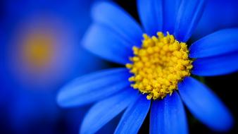 Close-up nature flowers macro pollen blue wallpaper