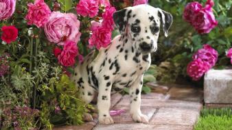 Dalmatian Puppy wallpaper