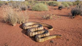 Desert Snake wallpaper