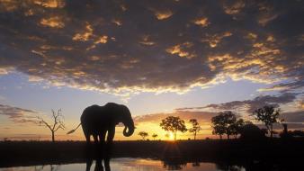Elephant Silhouetted wallpaper