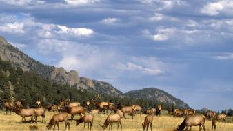 Elk Herd wallpaper