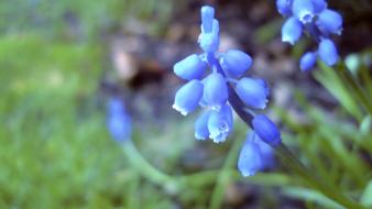 Flowers blue hyacinths