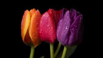 Flowers tulips water drops colors