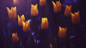 Flowers tulips yellow wallpaper
