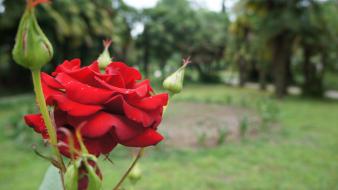 Green close-up red flowers summer parks roses wallpaper