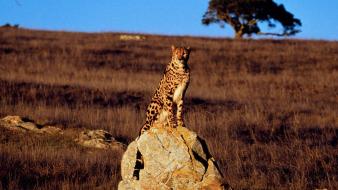 Guarding Cheetah wallpaper