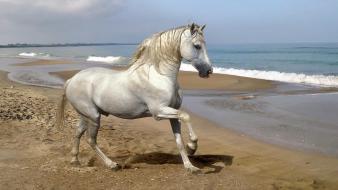 Horse On Sand wallpaper