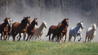 Horses Running wallpaper