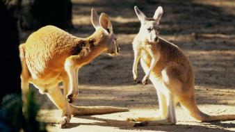 Kangaroo Talk wallpaper