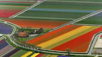 Landscapes multicolor fields holland the netherlands wallpaper