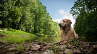 Landscapes nature animals dogs wallpaper