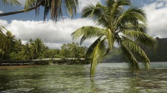 Landscapes nature palm trees