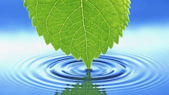 Leaf Touching Water wallpaper