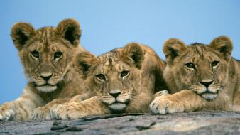 Lion Cubs wallpaper