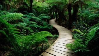 Lush vegetation path wallpaper