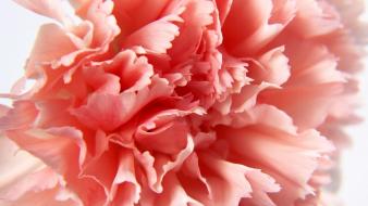 Macro Carnation