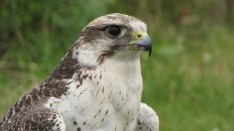 Nature birds falcon bird