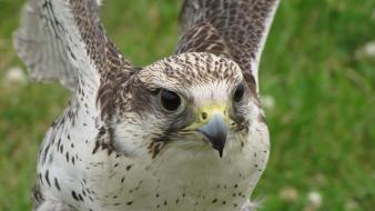 Nature birds falcon bird