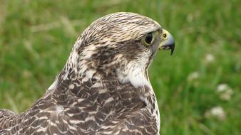 Nature birds falcon bird