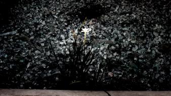 Nature black white flowers crystals flor wallpaper