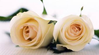 Pair Of Roses wallpaper