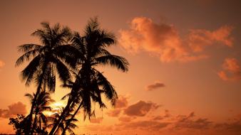 Palms and sunset wallpaper