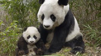 Panda And Cub wallpaper