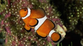 Percula Clownfish wallpaper
