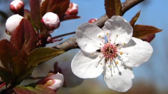 Plum Blossoms wallpaper