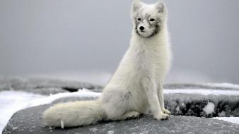 Polar Fox wallpaper