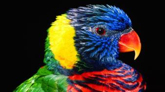 Rainbow Colour Parrot wallpaper