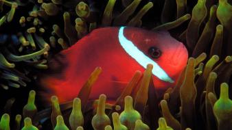 Red Anemonefish wallpaper