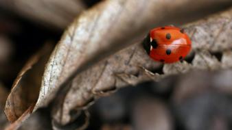 Small Ladybug wallpaper