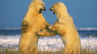 Sparring Polar Bears wallpaper
