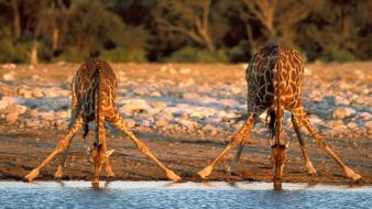Thirsty Giraffes wallpaper